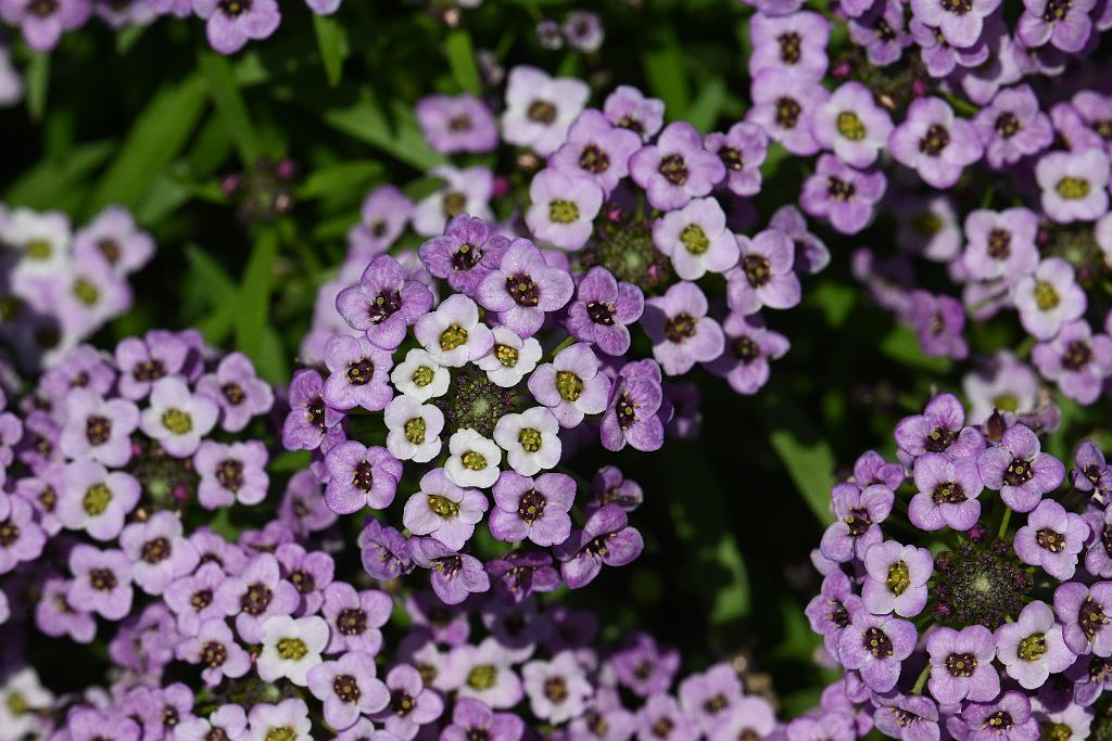 2025-08080017 Tower Hill Botanaic Garden, MA.JPG - Sweet Alyssum. New England Botanic Garden at Tower Hill, MA, 8-8-2025